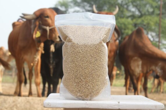 306 Sharbati Wheat - Image 6