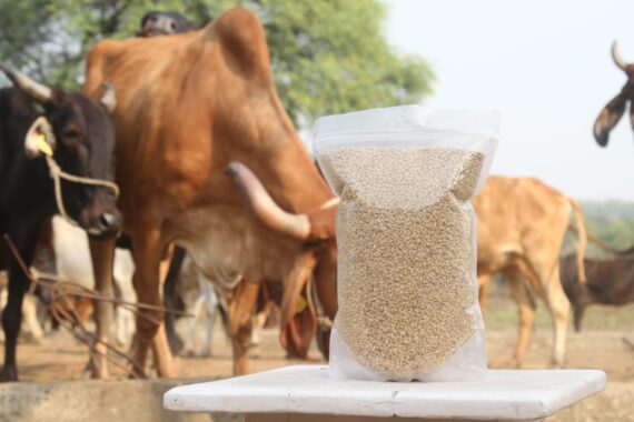 306 Sharbati Wheat - Image 3