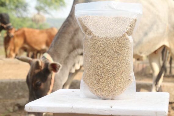 306 Sharbati Wheat - Image 2